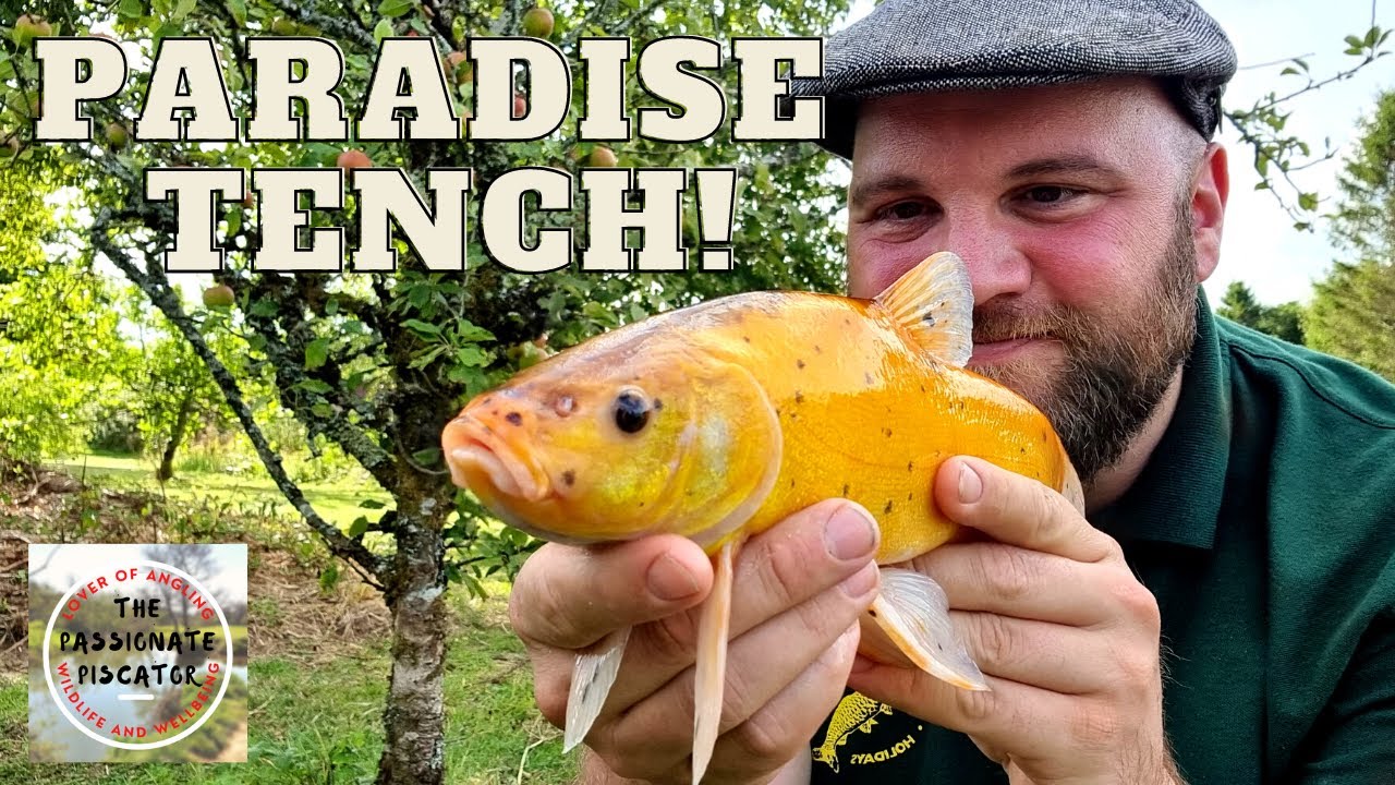 Anglers Paradise : A Tench Paradise - Float Fishing for Golden Tench