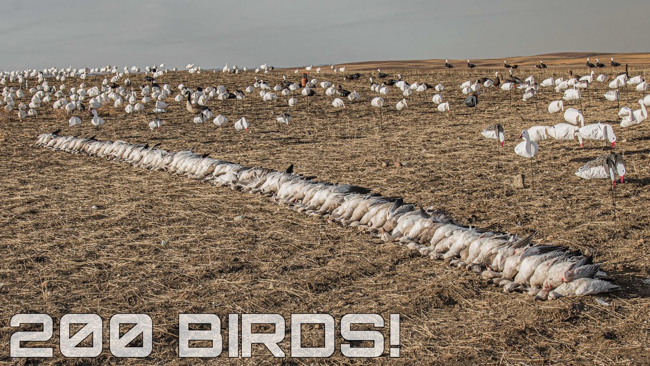 North Dakota Snow Goose Hunting (CRAZY 200 BIRDS)