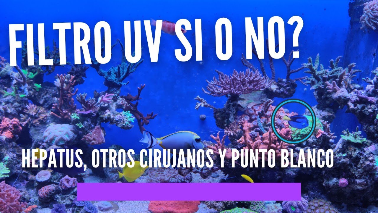 📌📌FILTRO UV SI O NO? Metemos al hepatus 💪 punto blanco? 🤯