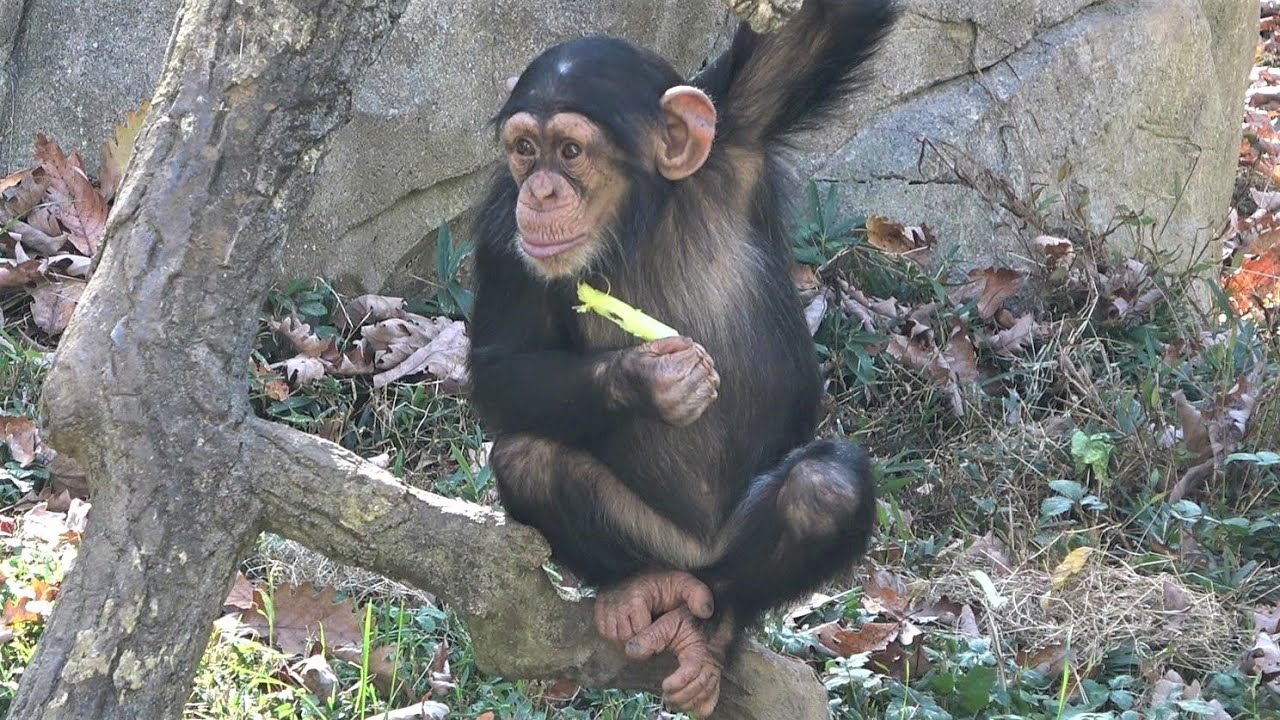 Chimpanzees at the North Carolina Zoo (Jonathan's group - video 11)