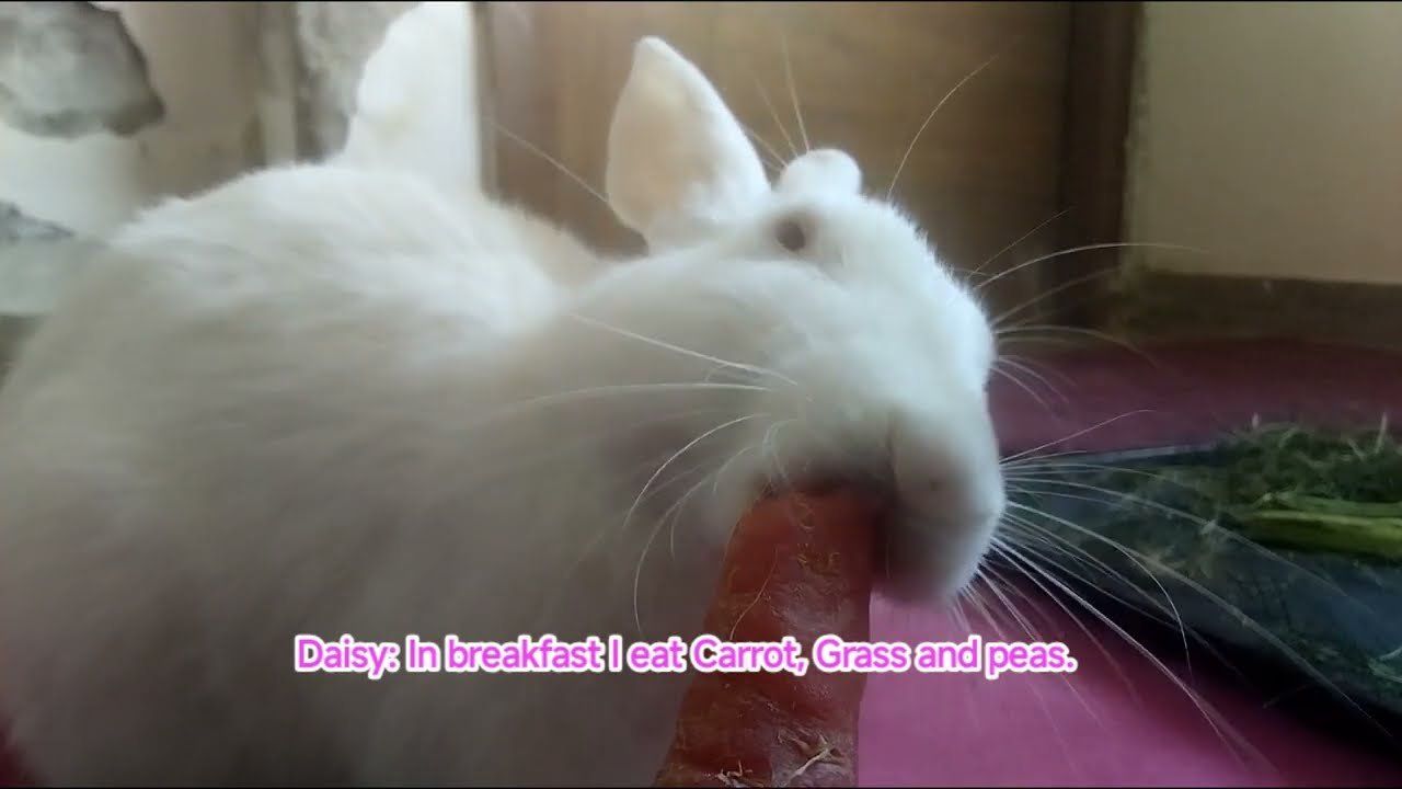 Daisy's vlog Episode 11: Diet 