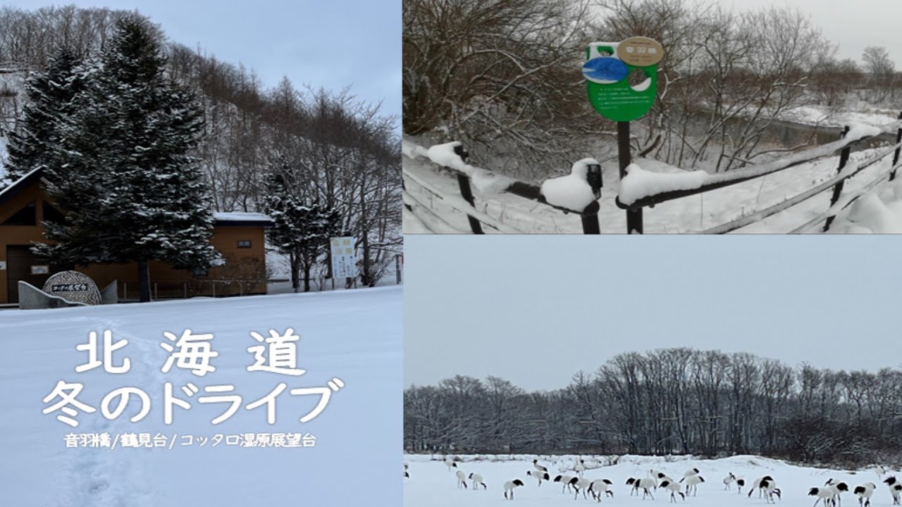 2023 音羽橋から肉眼で鶴は見えない 冬 | 北海道ドライブ