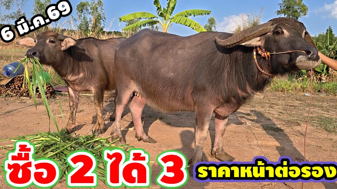 6 มี.ค. 69 / เปิดราคาหน้าคอกควายแม่ลูก ซื้อ 2 ได้ 3 ไม่ต้องลุ้น, ประกันท้อง + ควายสาวลูกเจ้าคิงคอง