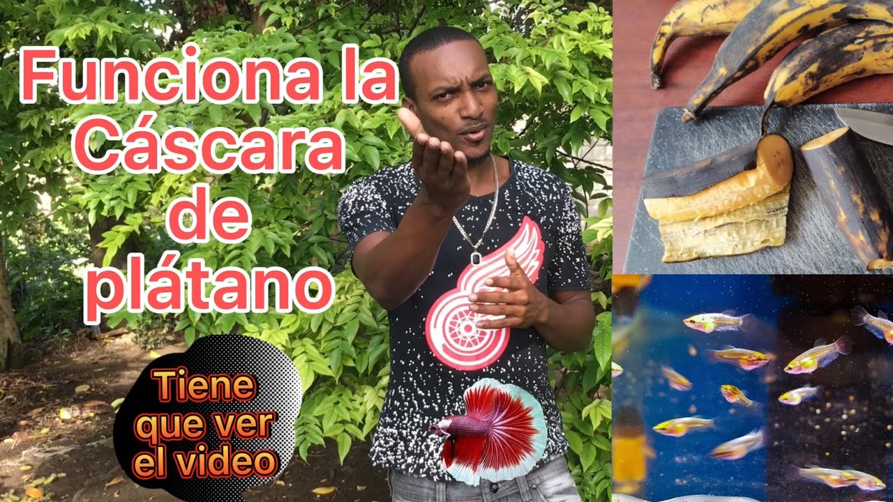 Como alimentar crías con cáscara de plátano