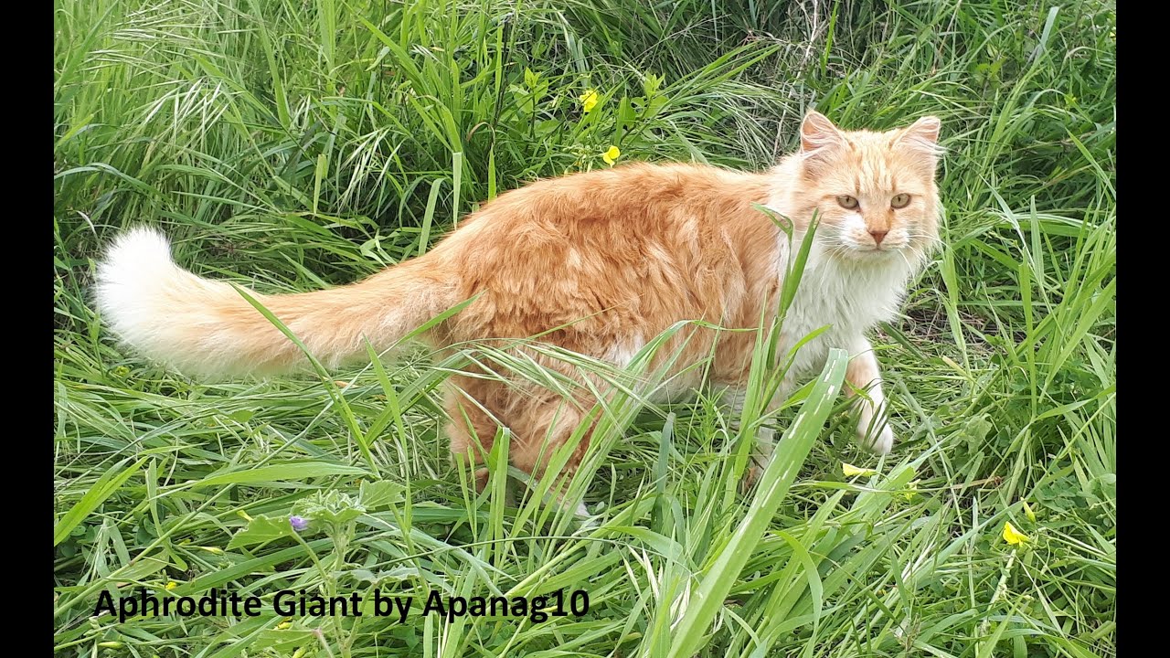 Discover the Fascinating Aphrodite Giant Cat - Discover the planet in FULL HD