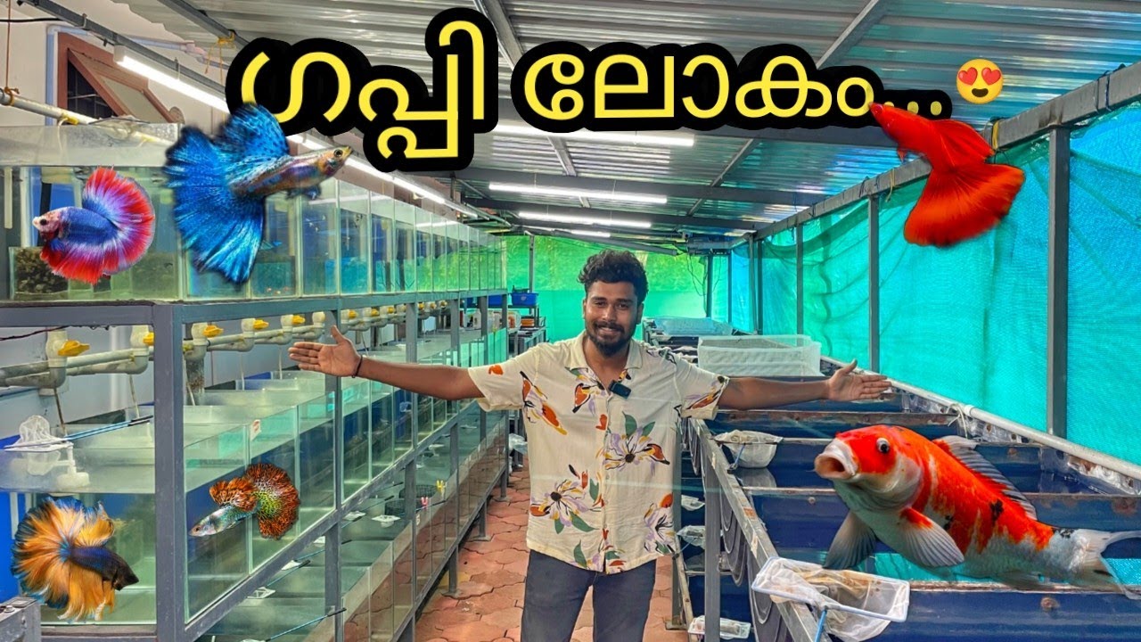 ലക്ഷക്കണക്കിന് ഗപ്പികളും ബെറ്റകളും ഉള്ള ഫാം...😳 | guppy farm visit | mixed farm | kerala guppy farm