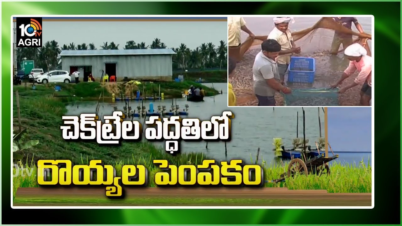 చెక్‏ట్రేల పద్ధతిలో రొయ్యల పెంపకం | Check Tray Feeding Management Over Shrimp Culture | 10TV