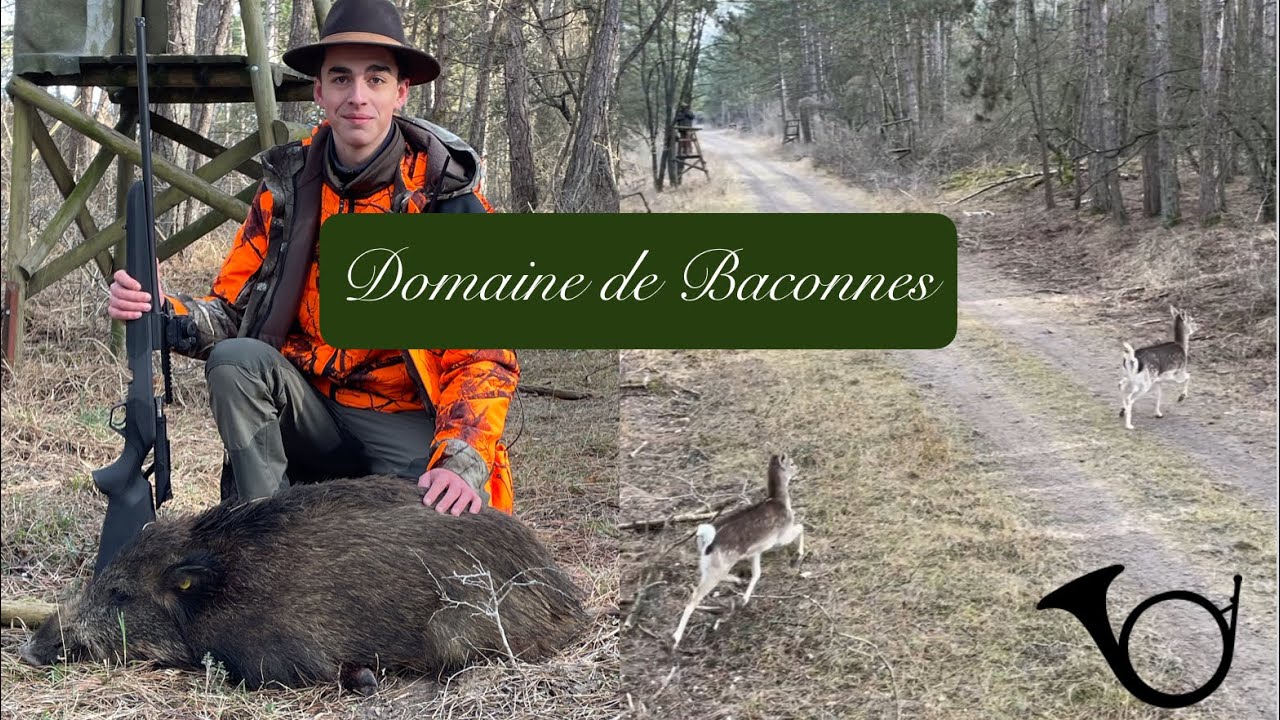 Journée de chasse au domaine de Baconnes (daims, sangliers, …)