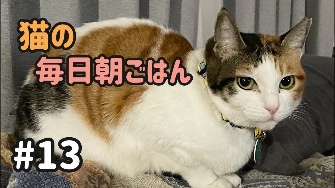 猫の毎日朝ごはん生配信！【#13】 2026.1.26