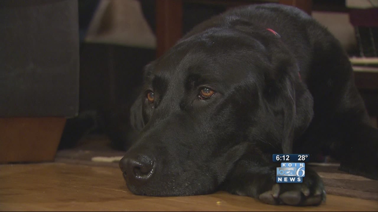 Dog nearly dies after flea treatment