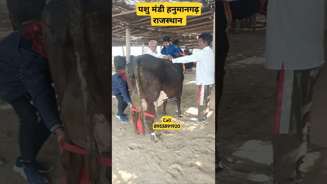 Top quality hf cross cow in pashu Mandi hanumangarh Rajasthan #cow #dairyfarm #dairyfarming #pandya