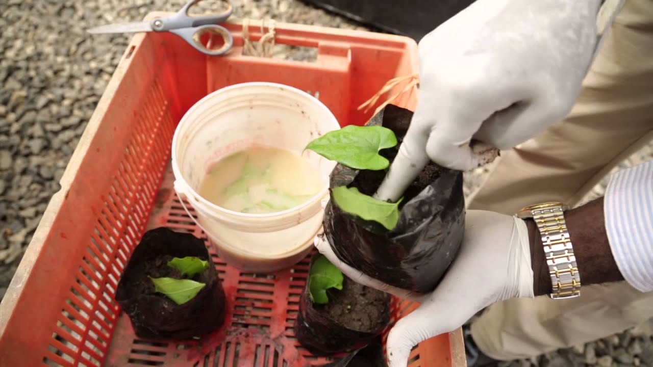 Developments on Yam aeroponics