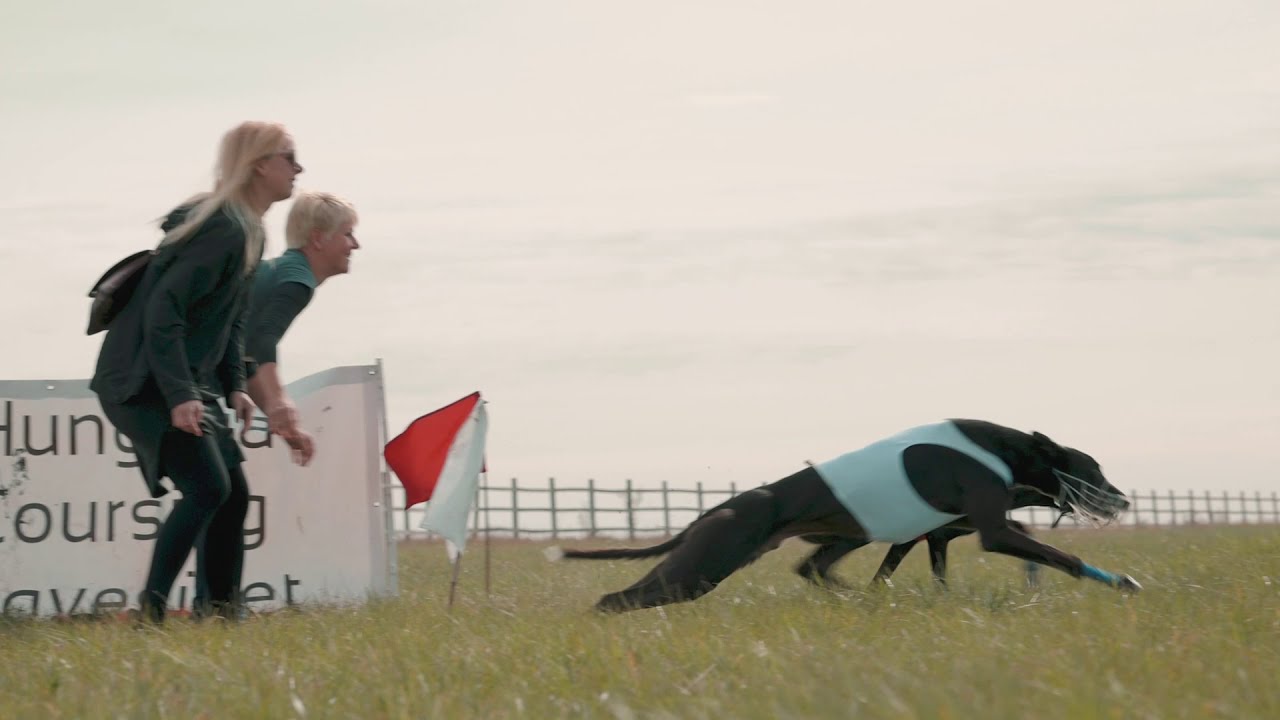 Lure coursing
