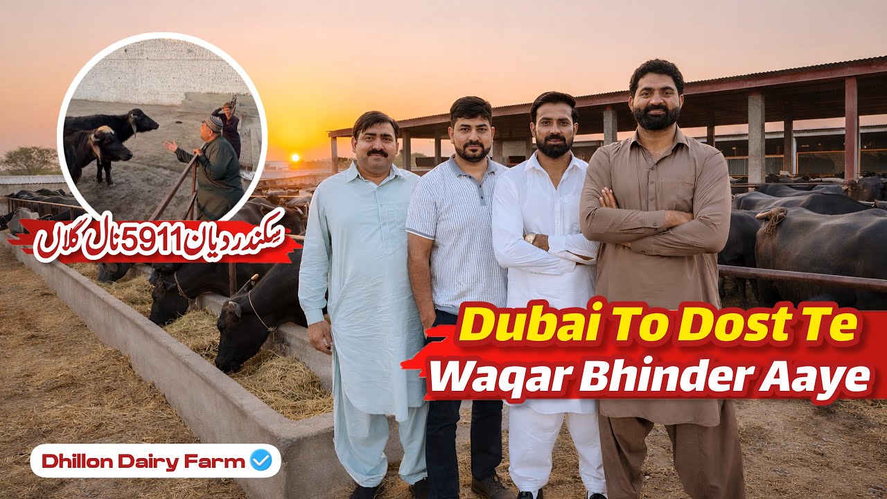 Waqar Bhinder aaya Farm Te | Sikandar te 5911 | Dhillon Dairy farm 