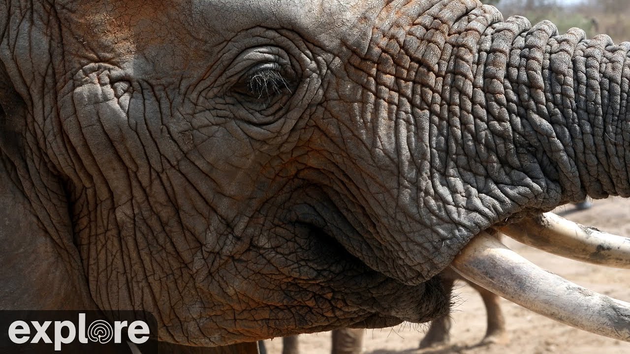 Dogs Detect Ivory at Nairobi Airport - Canines for Conservation