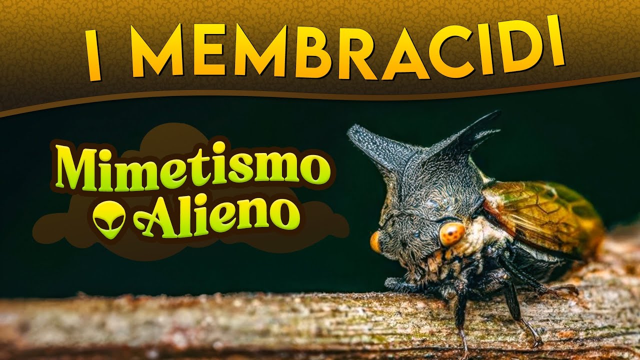 I Membracidi: mimetismo alieno ► Puntata 249