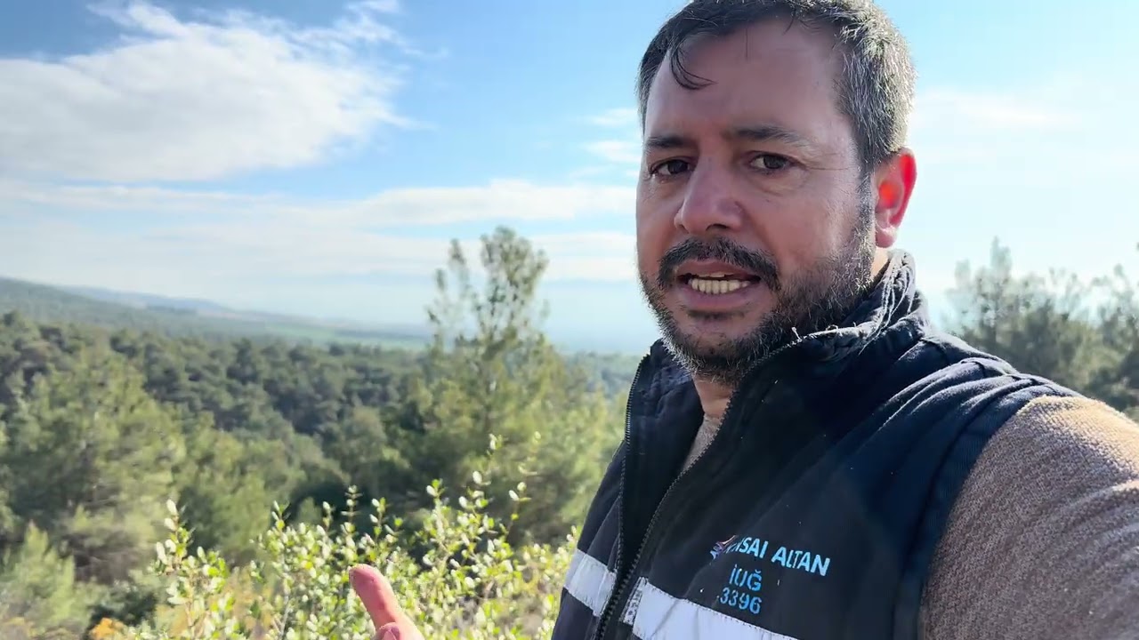 3 yıl önce yaptığım zeytin aşıları ve sonuç