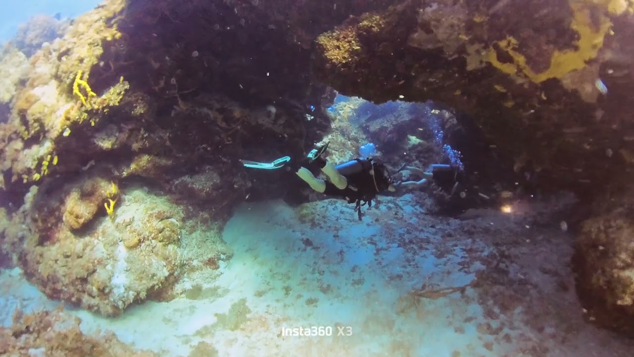 Shark cave 
