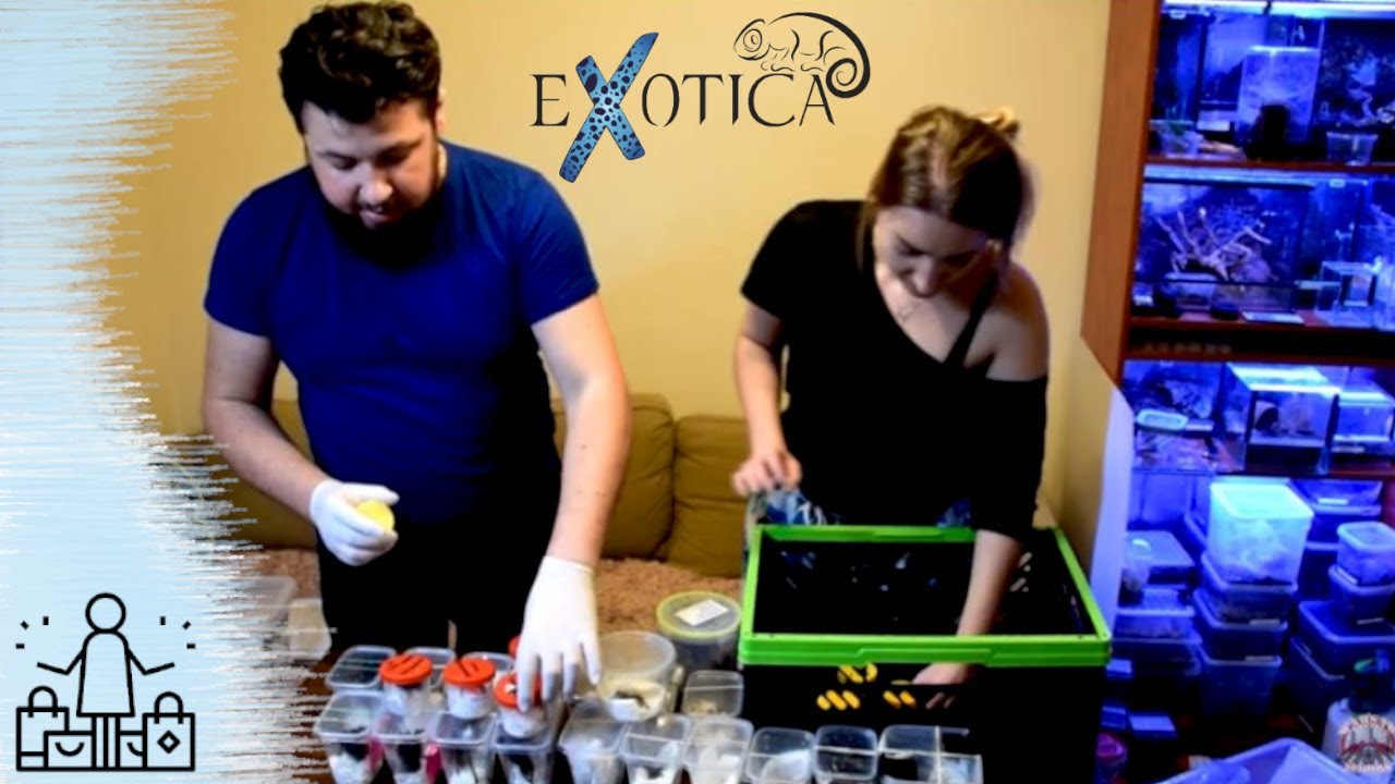 EXOTICA Gdynia: ZAKUPY HAUL PAJĄKOWY !!! ponad 60 pająków przyjechało z nami samochodem