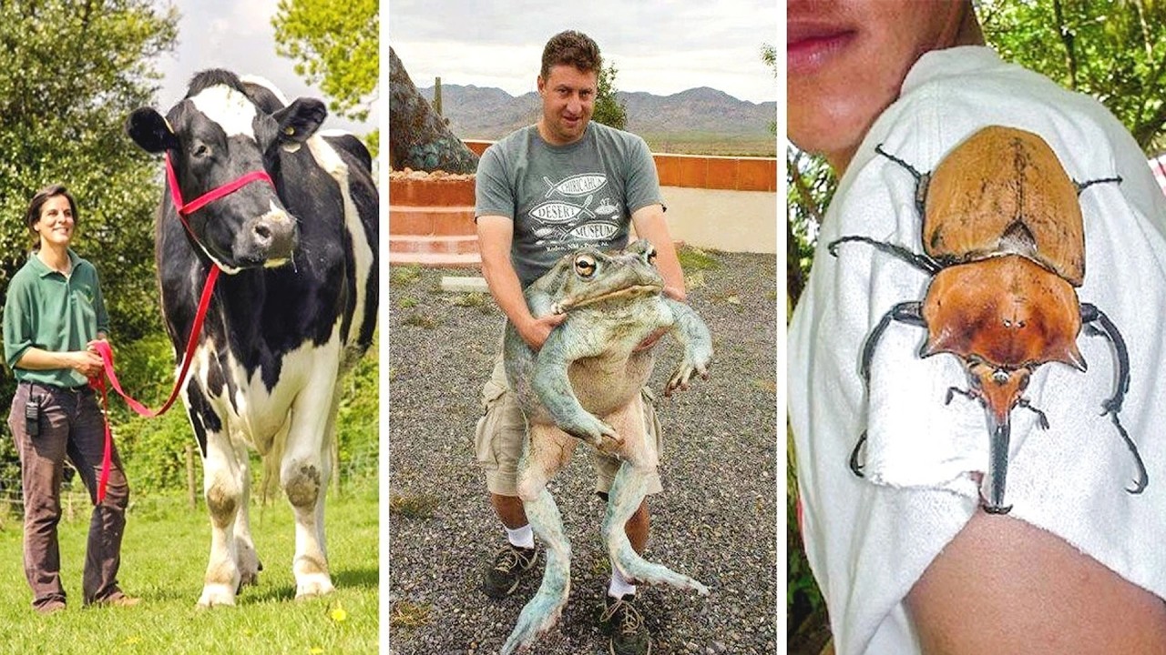 Animals So Big They Don’t Look Real
