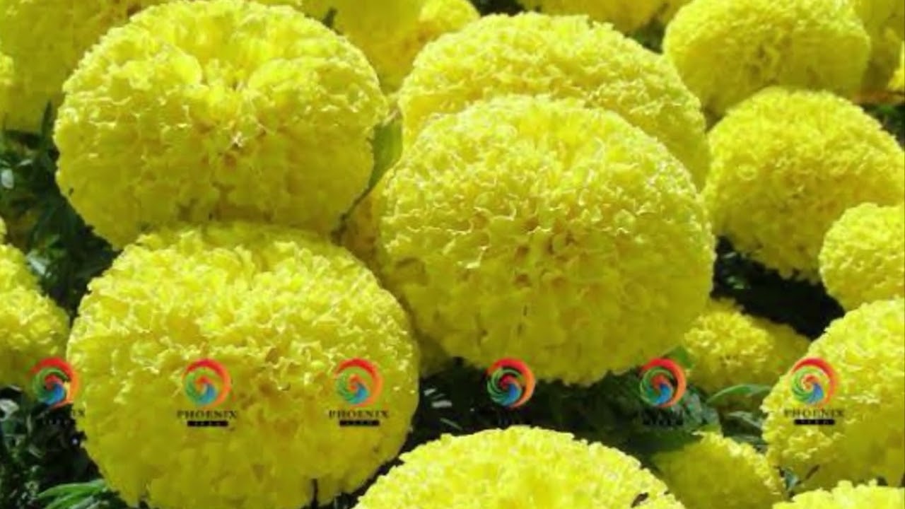 Hoa Vạn Thọ Nở Giữa Mùa Xuân 