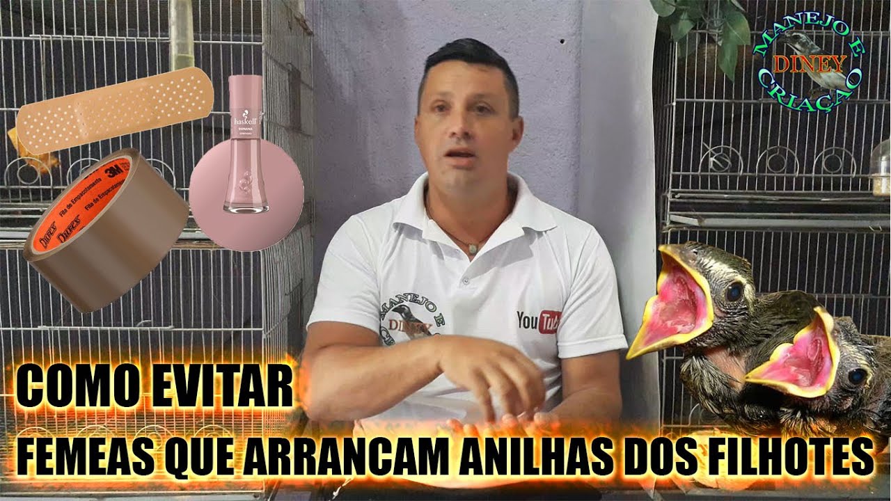 FEMEAS QUE ARRANCAM AS ANILHAS DOS FILHOTES COMO EVITAR