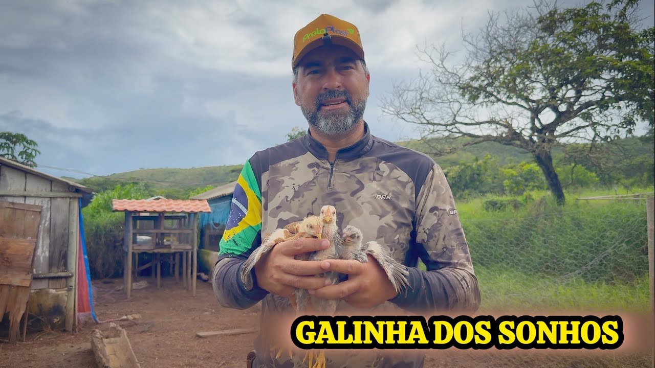 O FENÔMENO DAS GALINHAS GORDINHAS : GALINHAS QUE GANHAM PESO COMENDO MENOS 