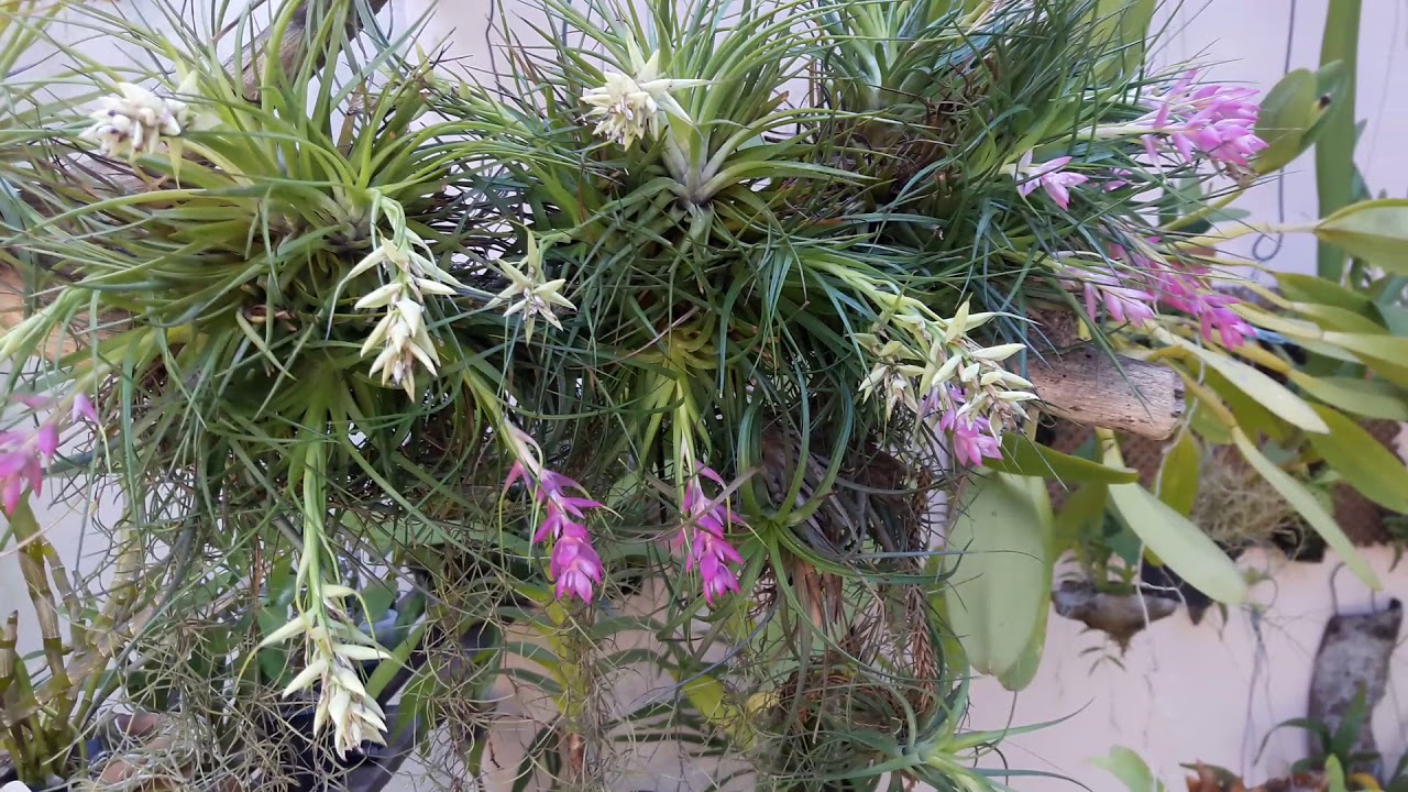SAIBA CULTIVAR COM SUCESSO BROMÉLIA TILLANDSIA STRICTA