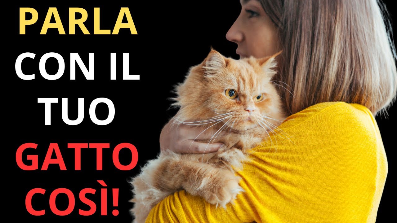 Questo è il modo CORRETTO di parlare con un gatto affinché TI CAPISCA!
