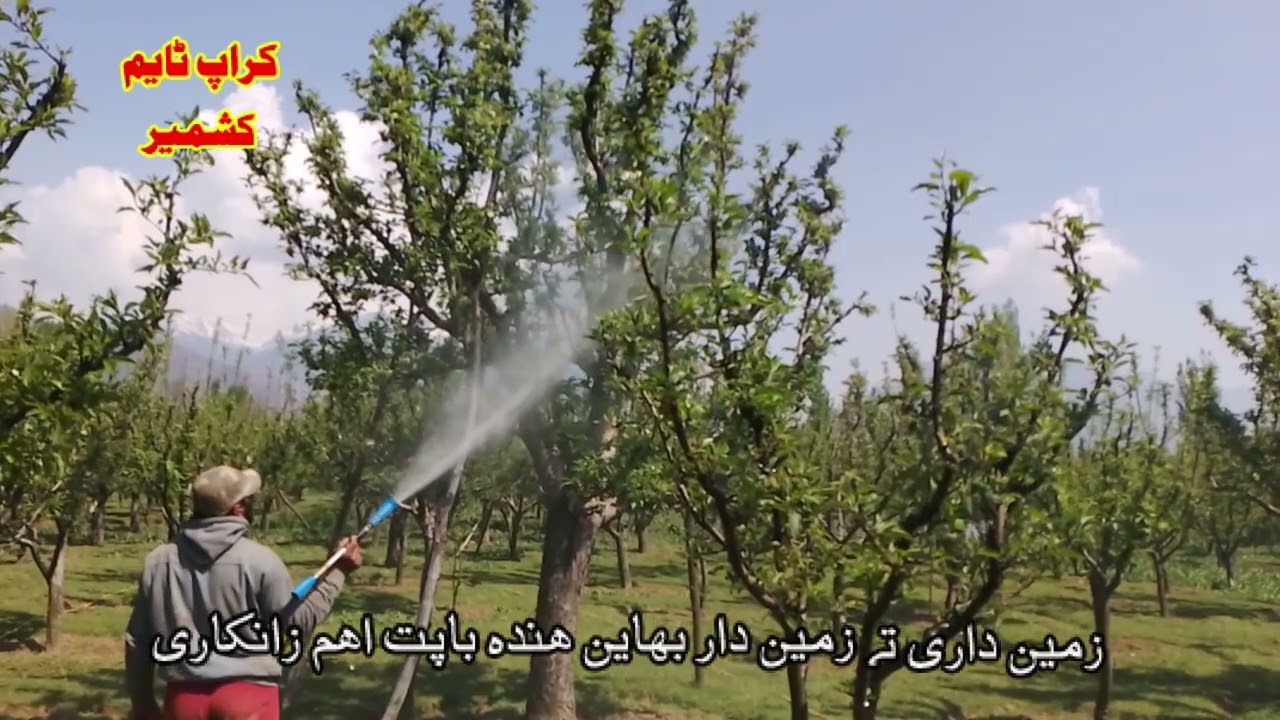 Fresh advisory for apple growers, during heat waves ( Croptime Kashmir)