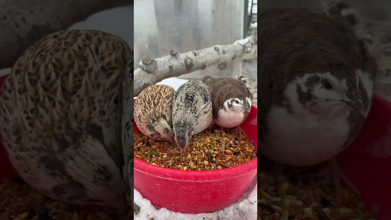 Beginner tips for raising quail! #quail #coturnix #coturnixquail #fyp #shorts #coop