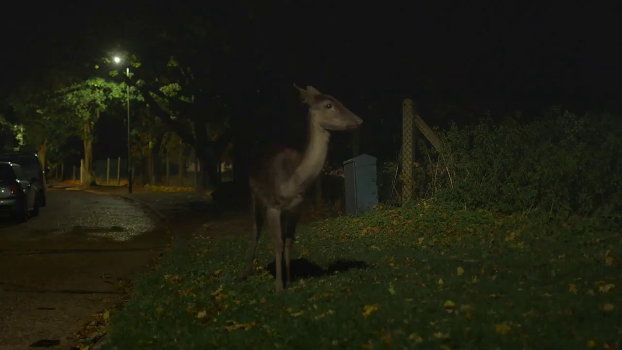 Jonathan Glazer  - Urban Deer