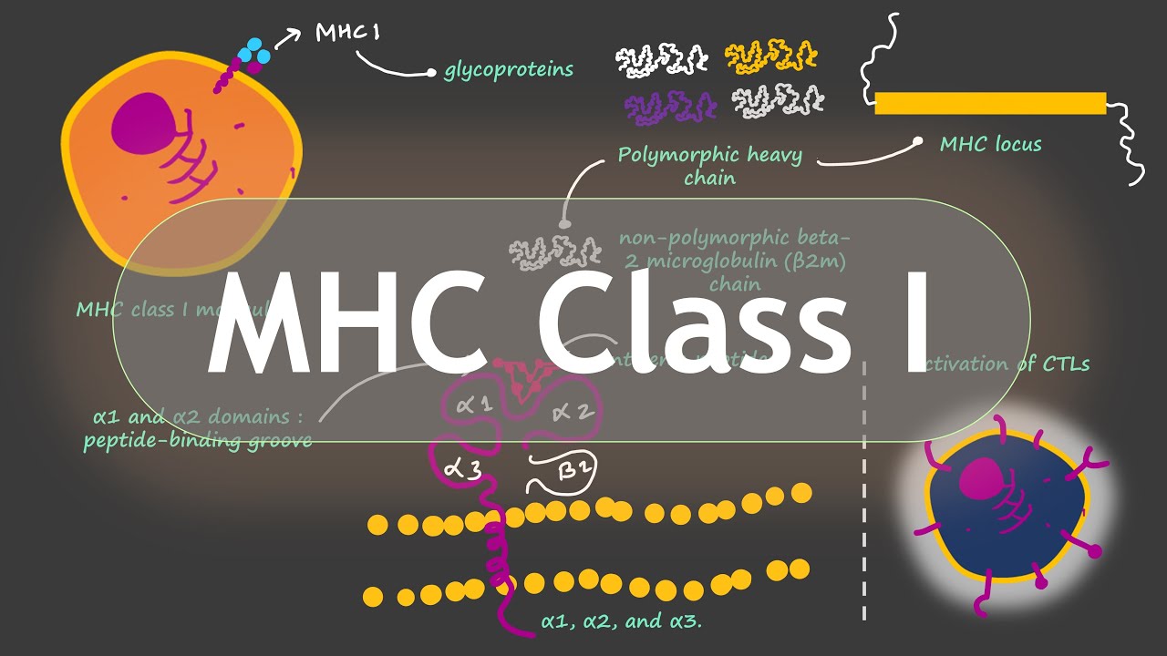 Role of MHC Class I Molecules in Immune System | Basic Science Series