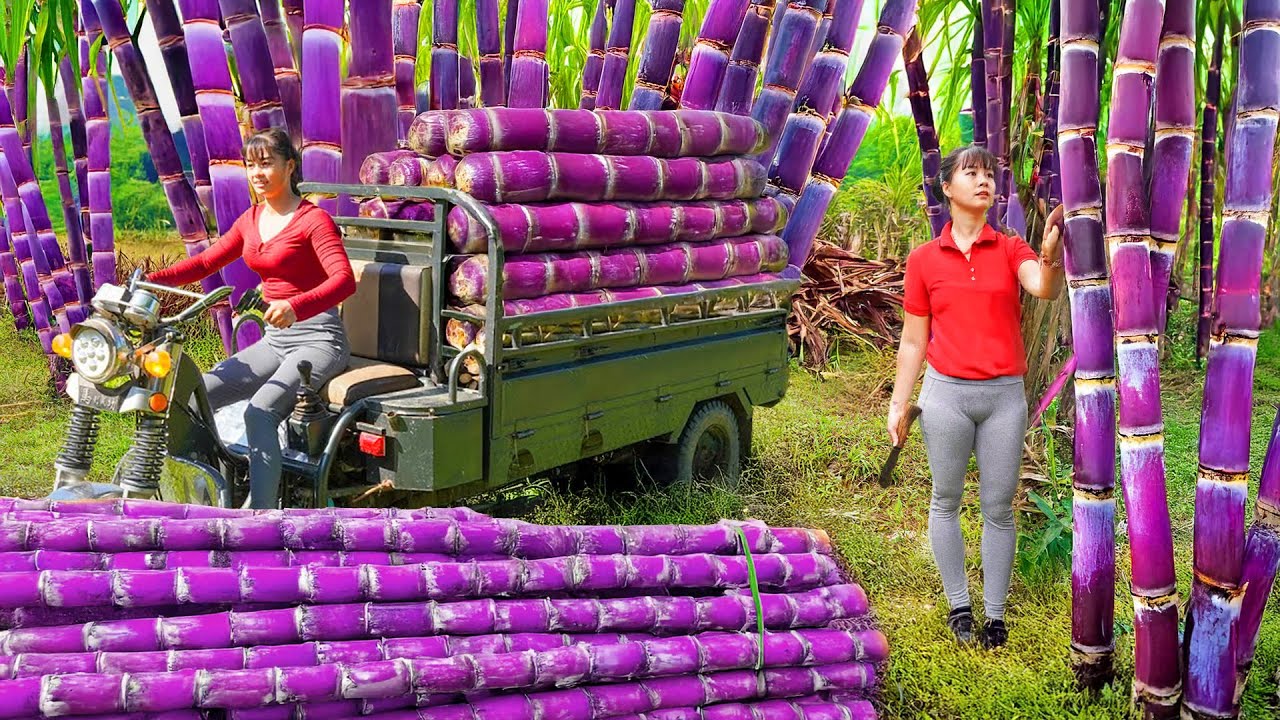Harvesting Sugarcane and Using 3-Wheeled Truck to Sell at Market – Farm Life | Phuong Harvest Life