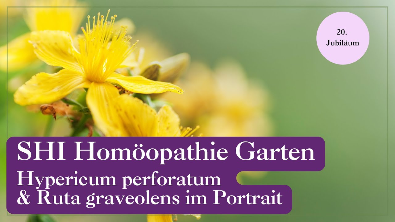 🌿 Überanstrengung & Nervenschmerz – Ruta & Hypericum im SHI Homöopathie Garten