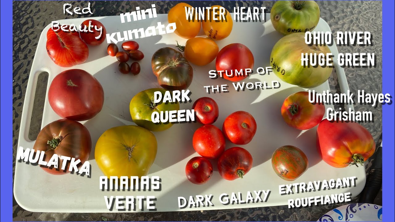 This was a hard one to get through/Tasting 11 Interesting Rare Tomatoes