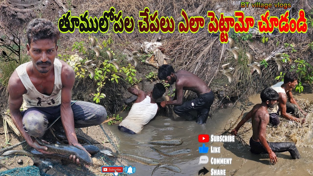 తూములోపల ఎలా పట్టామో చేపలు చూడండి #villagevideos #fish #hunting #village vlogs #dryfish #penumudi 