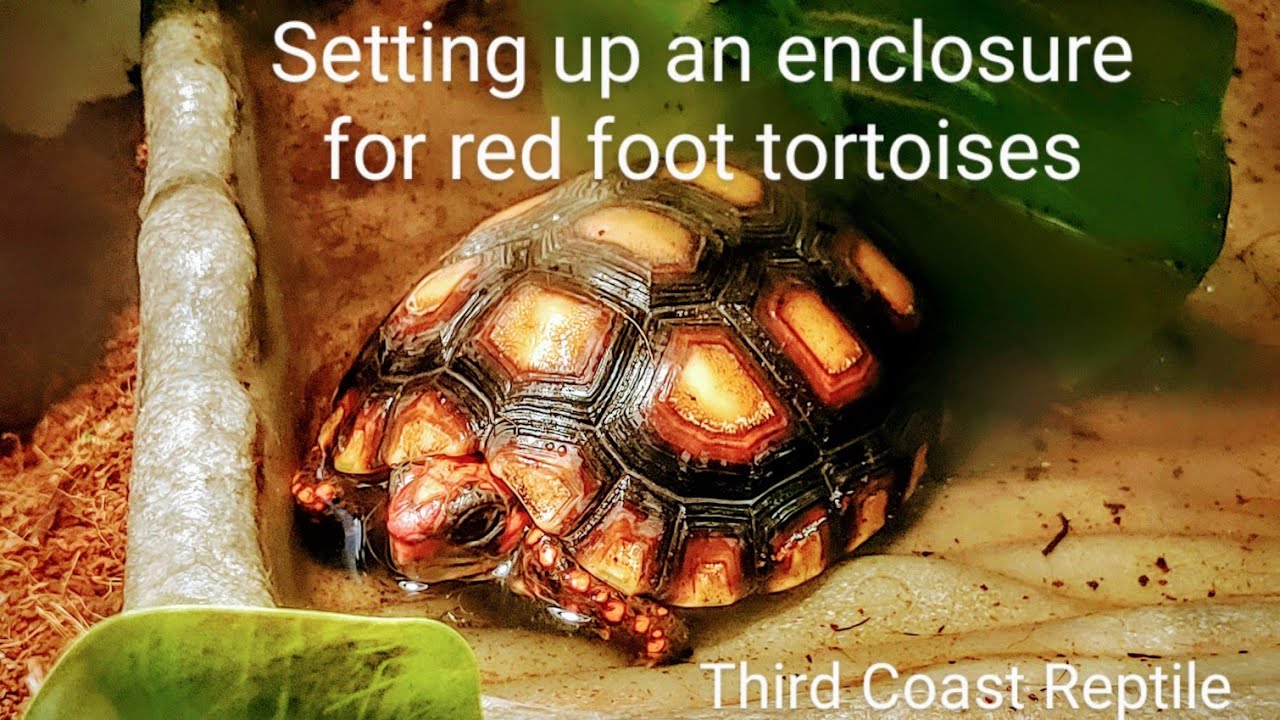How I set up a new enclosure for my yearling redfoots