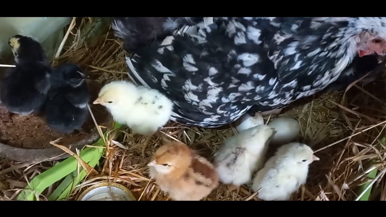 اكسب قطيع دجاج و ضاعفه أضعافا / Gagnez un troupeau de poules et multipliez-le plusieurs fois.