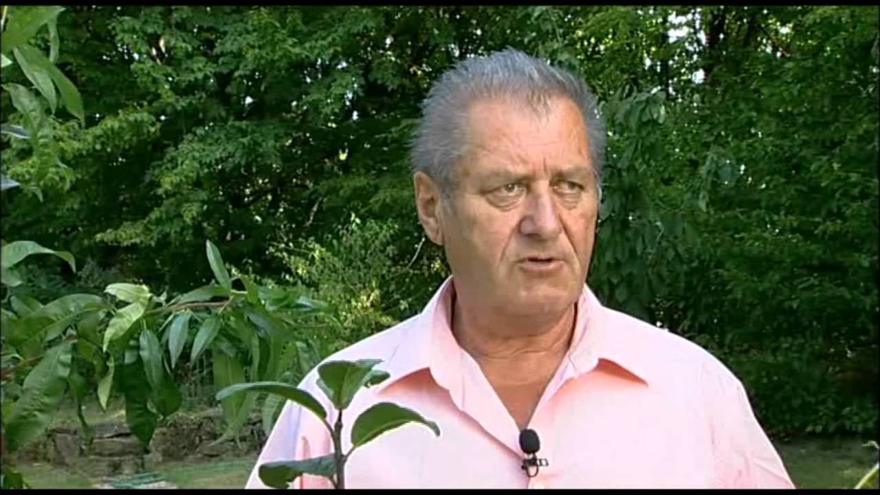 Množení broskvoní