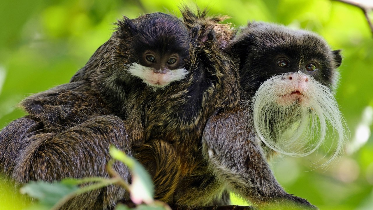 Sagui-Imperador: O Macaco de Bigode Que Vai Te Surpreender