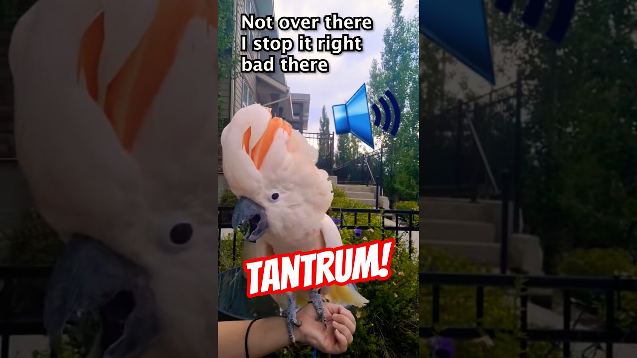 Moluccan Meltdown - Tantrum on the Patio #parrottantrum #cockatootantrum #angrybirds