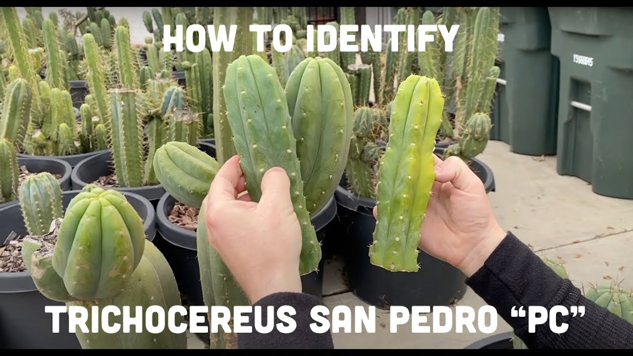 Как определить растения Trichocereus San Pedro «PC» l Mallacht’s