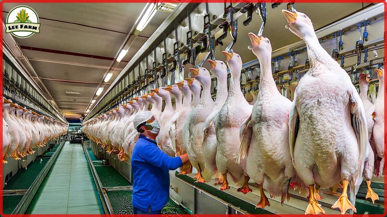 Exploring China&rsquo;s Massive Lion-Head Goose Farm in Guangdong!