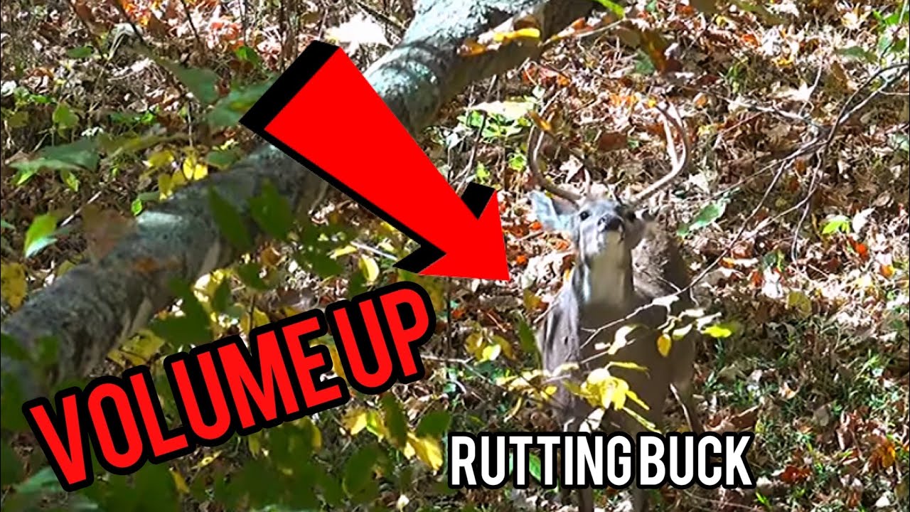 Whitetail Buck Vocalizations..VOLUME UP