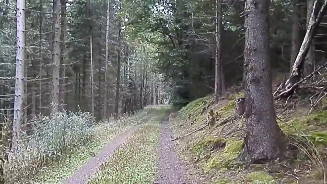 Gabelbach Richtung Gr. Hermannstein - Kleiner Goethewanderweg, Ilmenau, Th&uuml;ringen