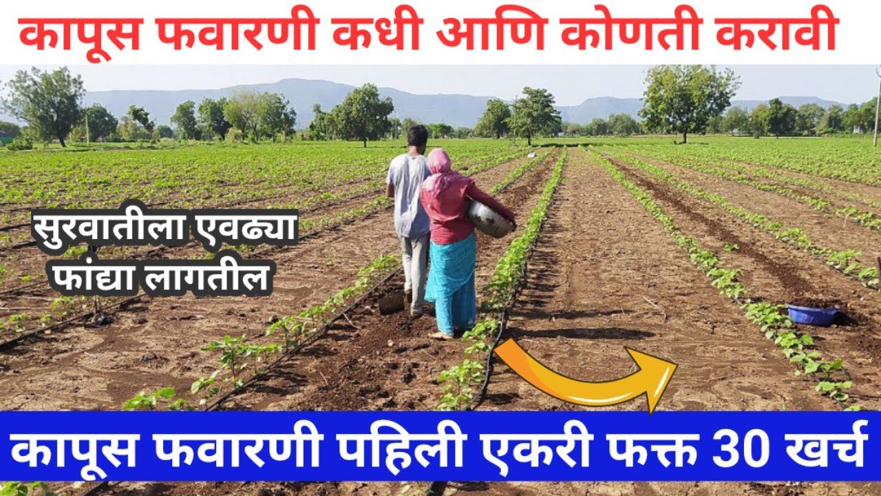 कापूस फवारणी पहिली! कोणती आणि केव्हा करावी अमृत पॅटर्न पद्धतीने