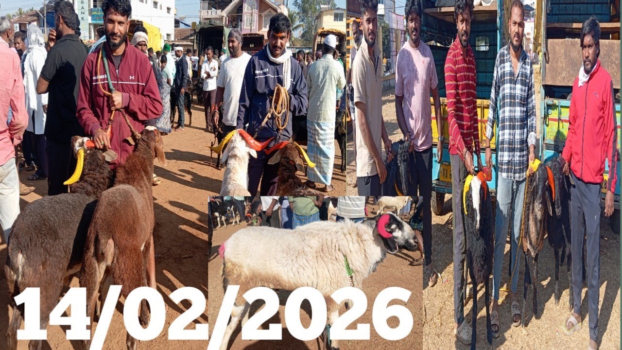 Shikaripura sheep and goat market update 14/02/2026 saturday morning 