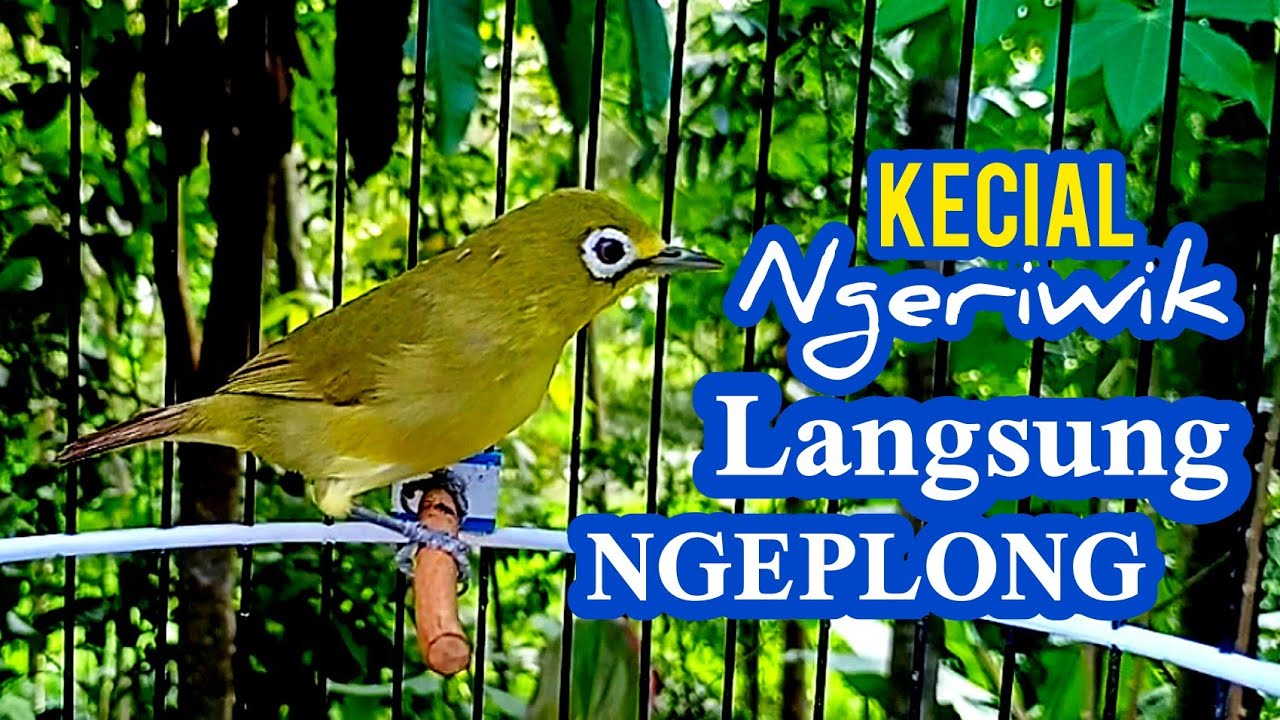 PANCINGAN KECIAL KUNING NGERIWIK || DI JAMIN LANGSUNG GACOR NGEPLONG