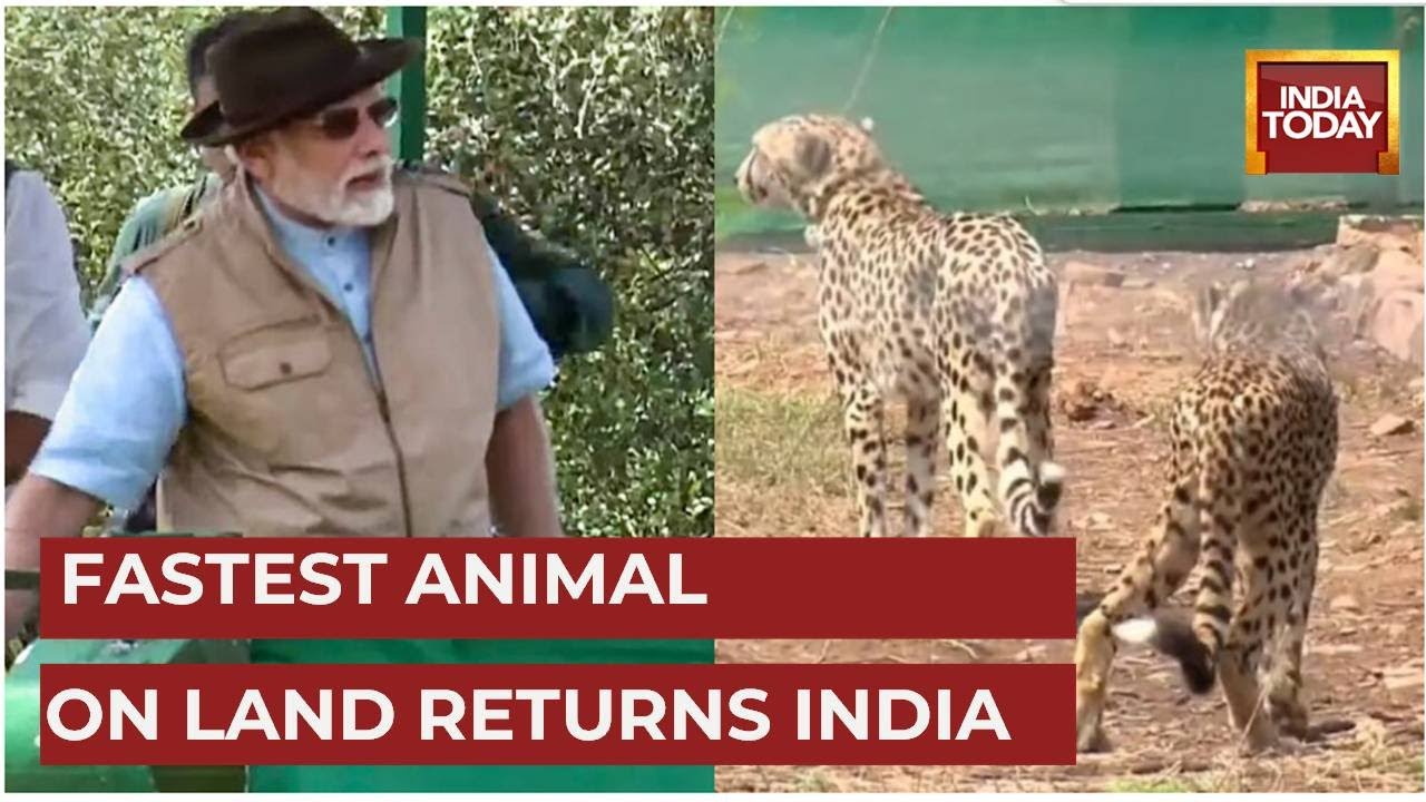 70 Years After Extinction, Cheetahs Reintroduced By PM Modi In India | Special Report